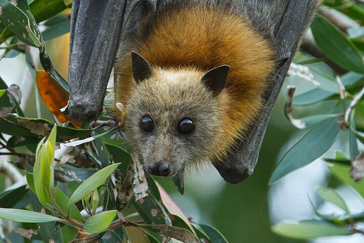 Nature and Wildlife: Australia in One Day - Private Tour