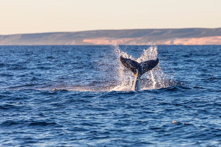 Private Full-Day Tour in Sydney