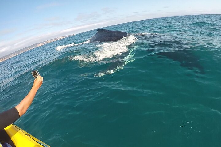 Epic Kayak With Dolphins & Wildlife - 4WD Beach Adventure Noosa