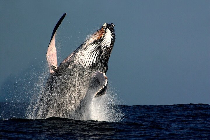 Sydney Harbour Whale Express