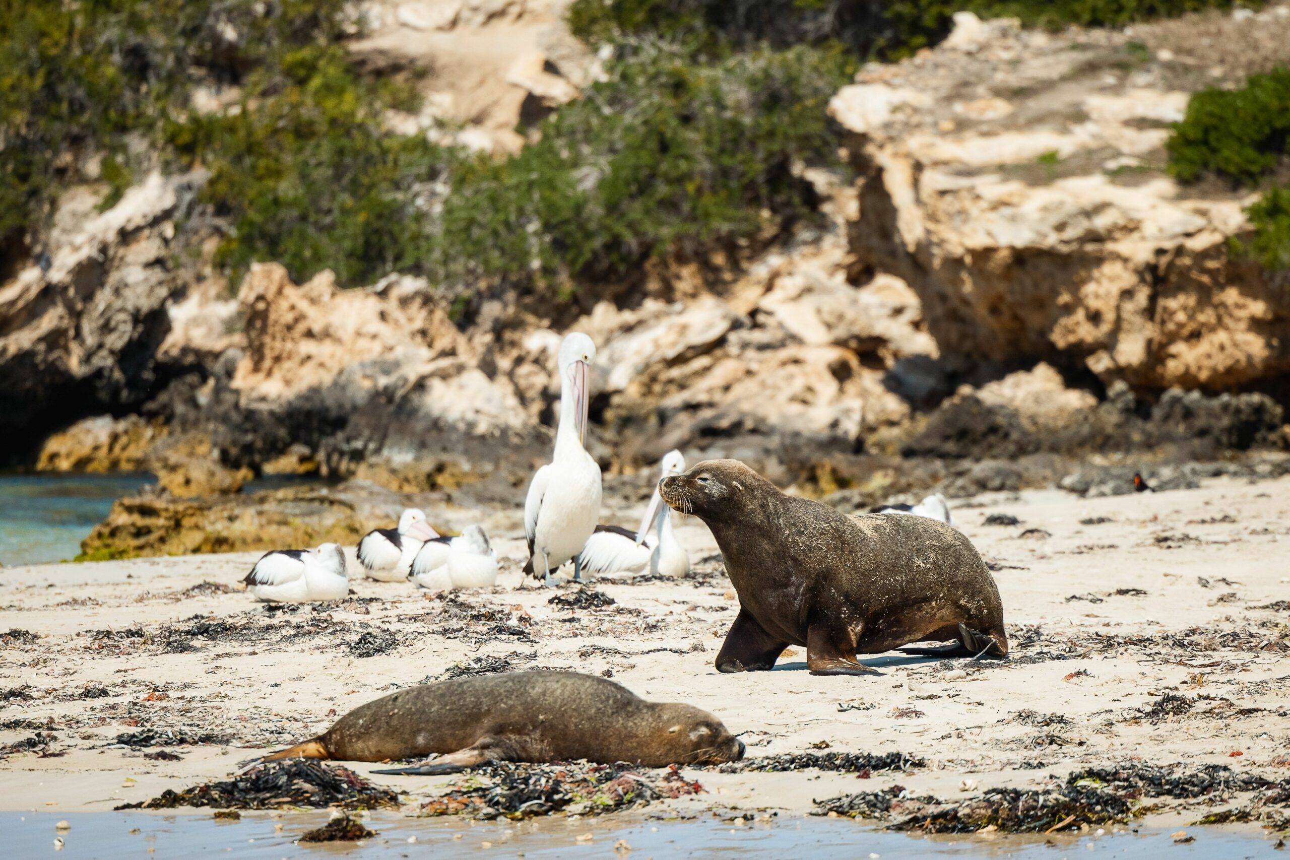 Wildlife Cruise only