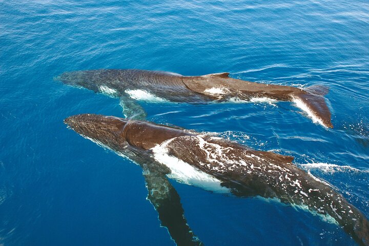 Sydney Harbour 2-Hour Whale Watching Express Cruise