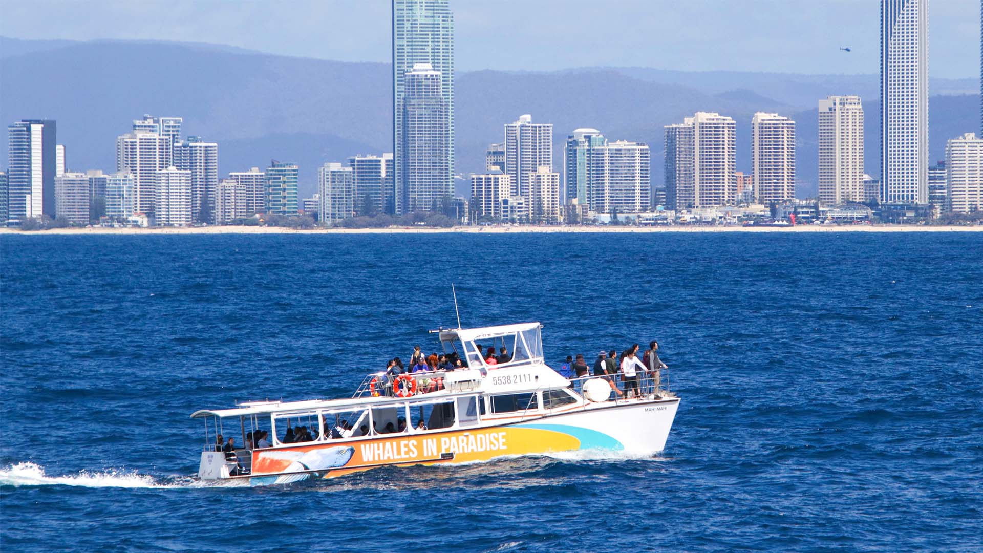 Whales in Paradise - Gold Coast