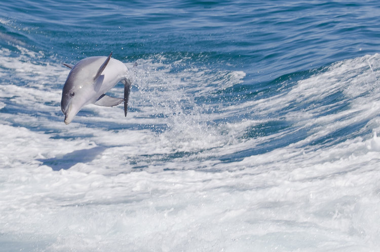 Dolphin, Sealion and Wildlife Cruise ONLY