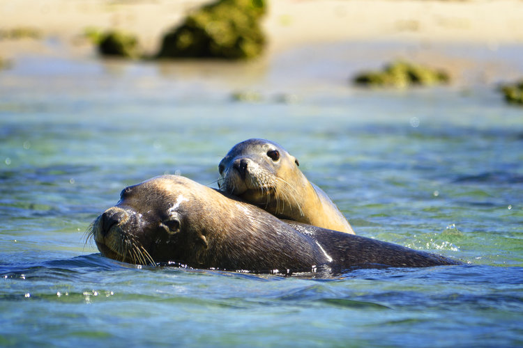 Dolphin, Sealion and Wildlife Cruise ONLY