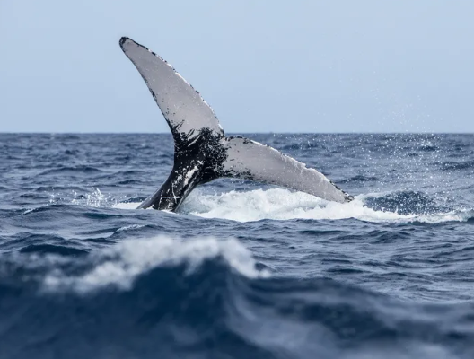 Yallingbilla (Whale) Tour