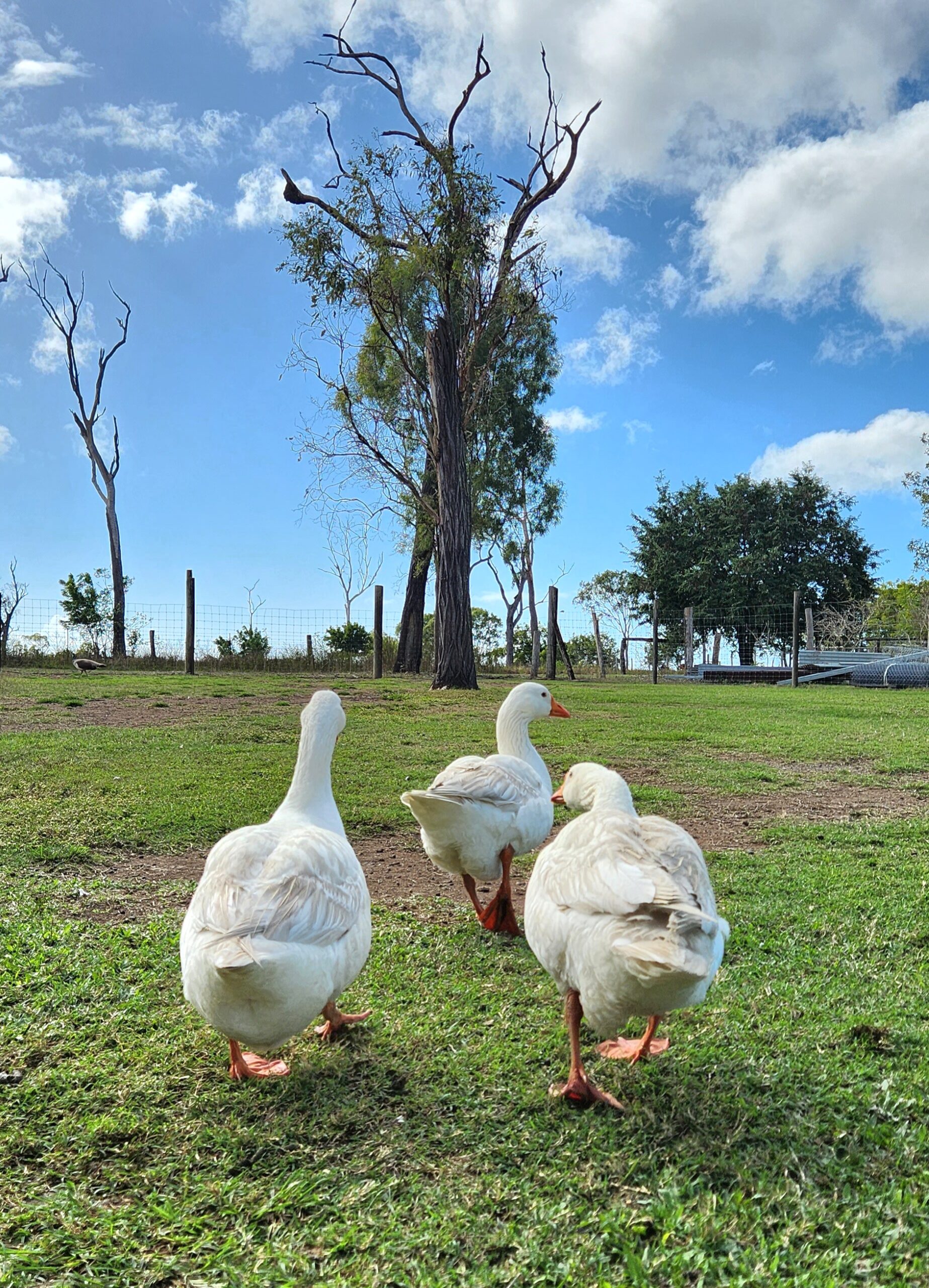 Bredl's Wildfarm