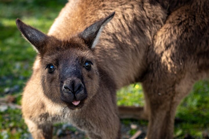 Kyabram Fauna Park General Entry Ticket