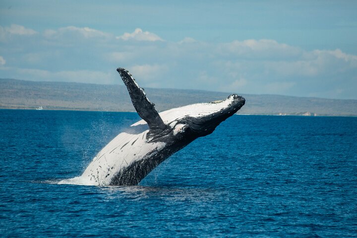 7 Hours Off Peak Whale Shark and Ningaloo Reef Tour in Exmouth