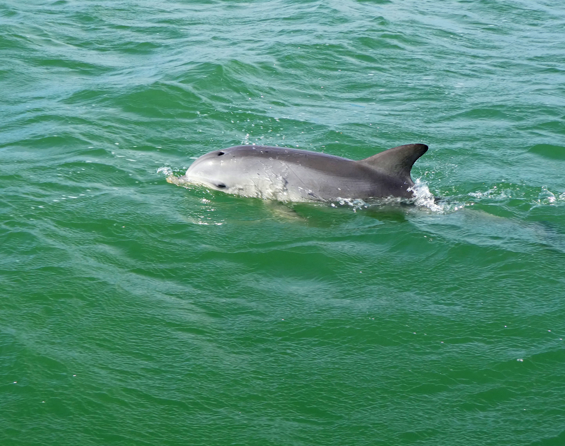 90-minute Maritime & Dolphins Cruise