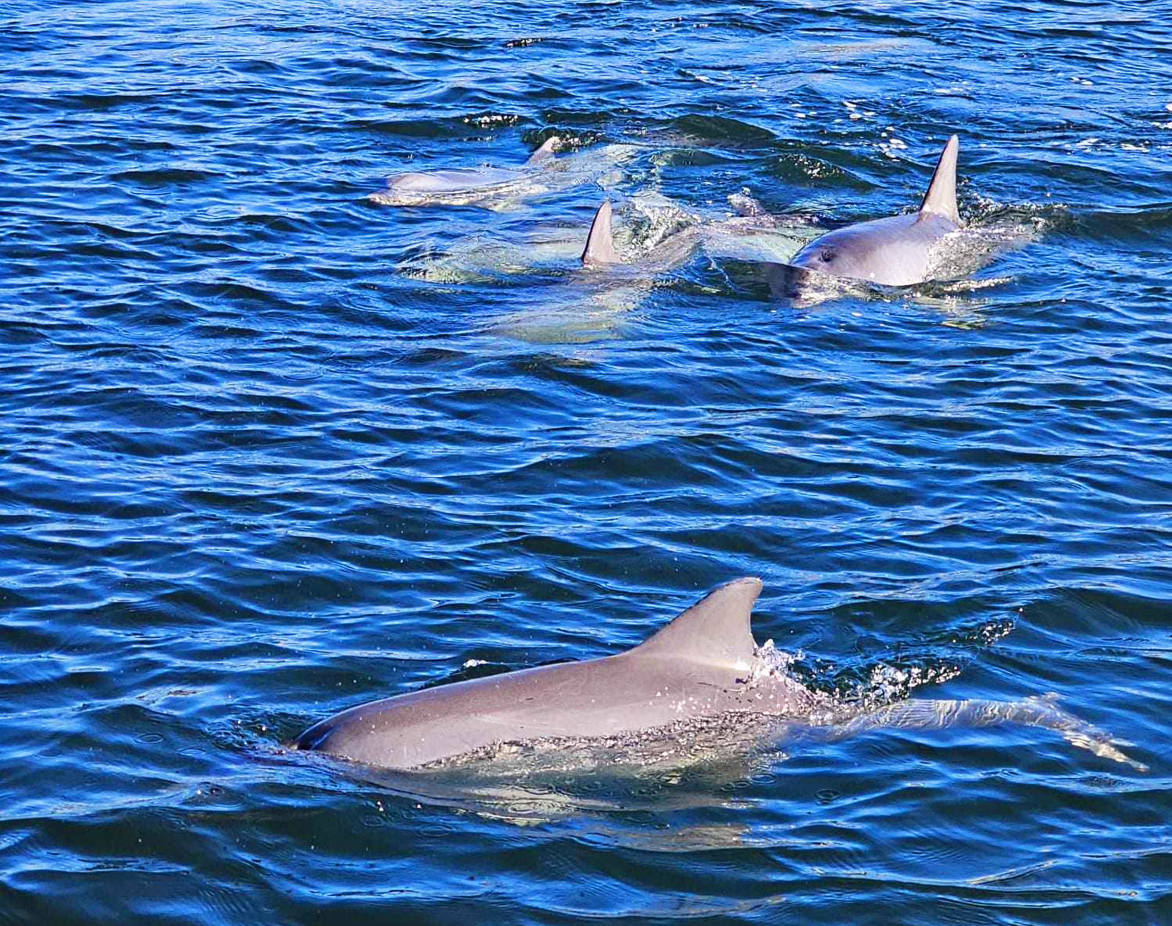 90-minute Maritime & Dolphins Cruise