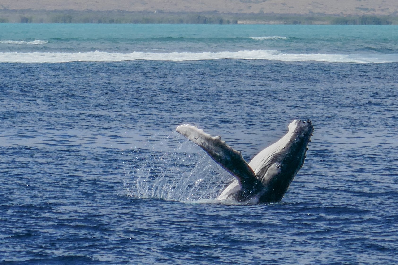 Humpback Whale (Then Whaleshark!) Wonder Tour | August - September