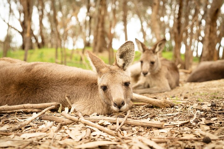 Kyabram Fauna Park General Entry Ticket