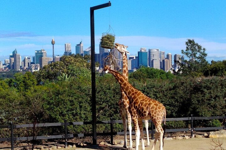 2023 Telstra Premiership Rugby League Grand Final and Zoo Pass