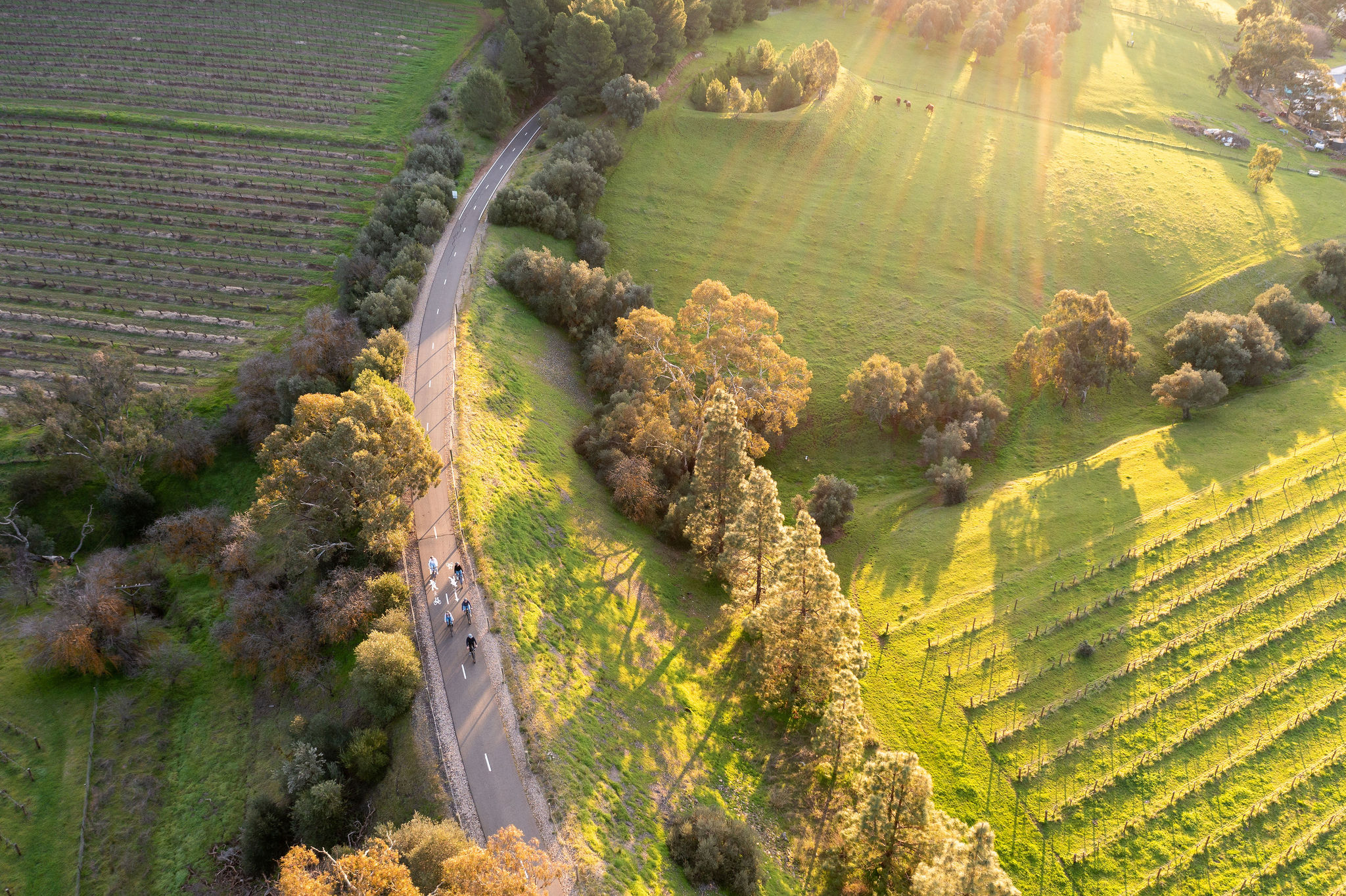 'Experience Barossa' Gourmet Food & Wine E-Bike Tour (Private)