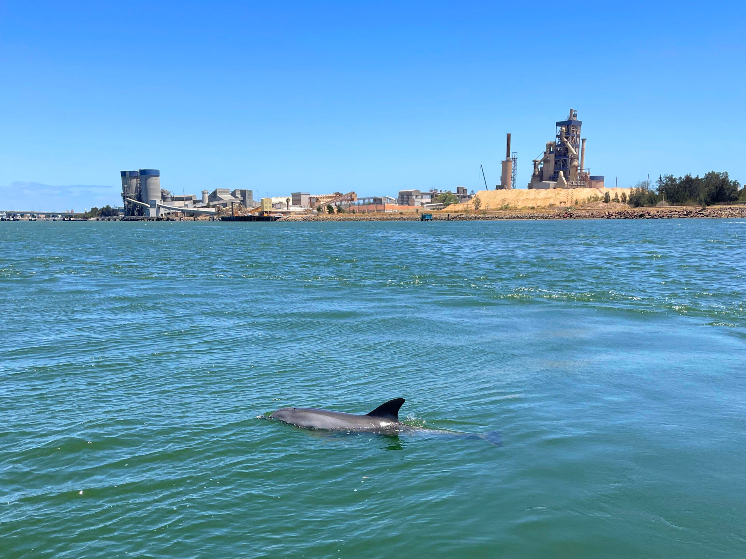 90-minute Maritime & Dolphins Cruise