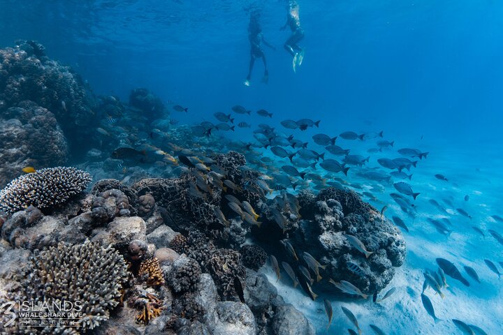 7 Hours Off Peak Whale Shark and Ningaloo Reef Tour in Exmouth