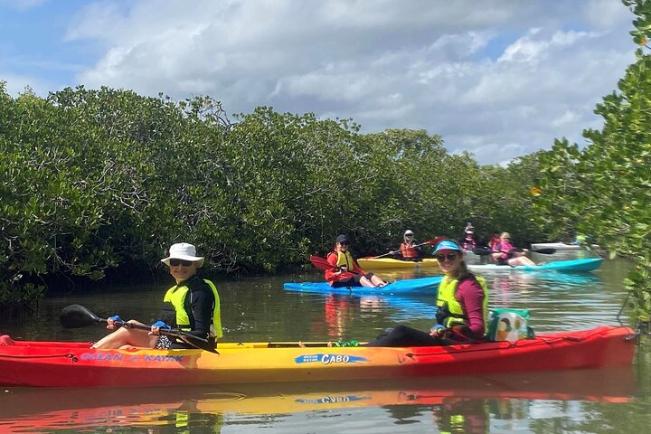 Mansions and Mangroves Kayak Tour on the Noosa River