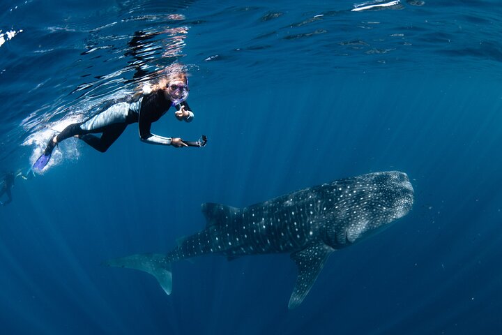 7 Hours Off Peak Whale Shark and Ningaloo Reef Tour in Exmouth ...