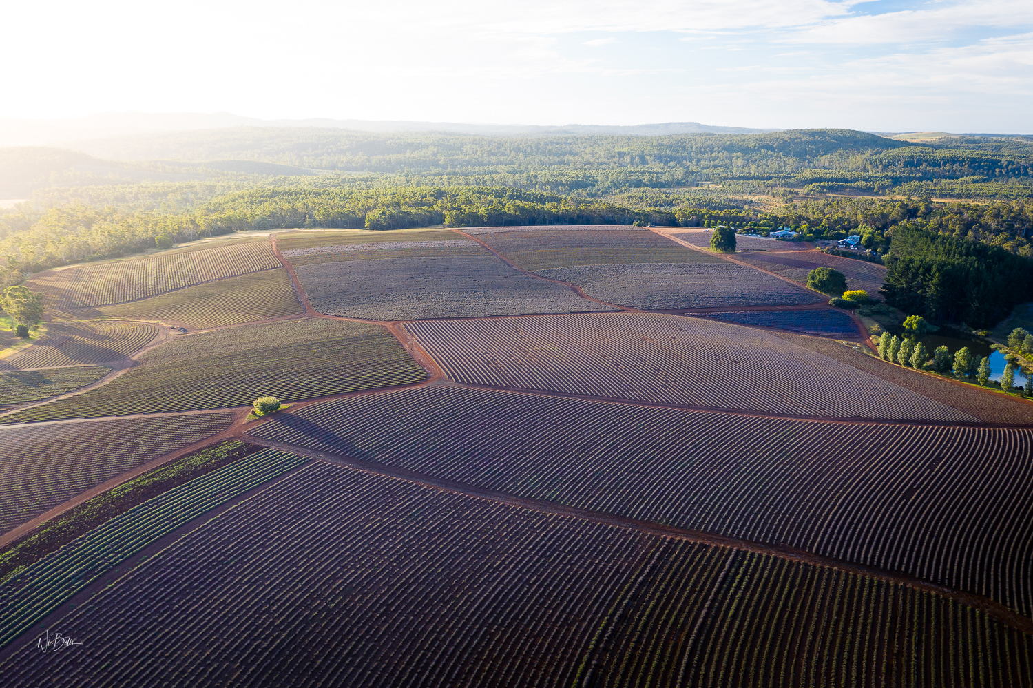 Bridestowe Lavender Farm Tour: A Lavender Wonderland from Above