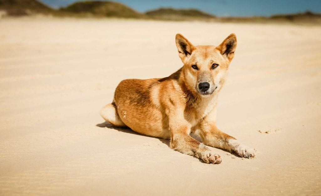 FRASER ISLAND RESORT ESCAPE TRIP