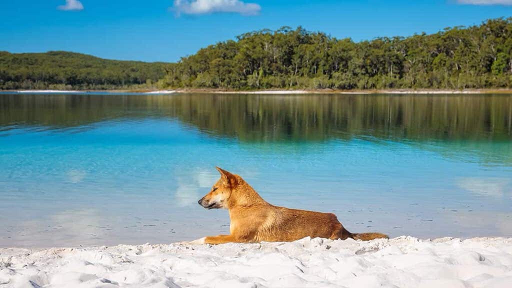 FRASER ISLAND / K'GARI - 4WD ADVENTURE - XMAS PARTY (PRE-SILLY SEASON)