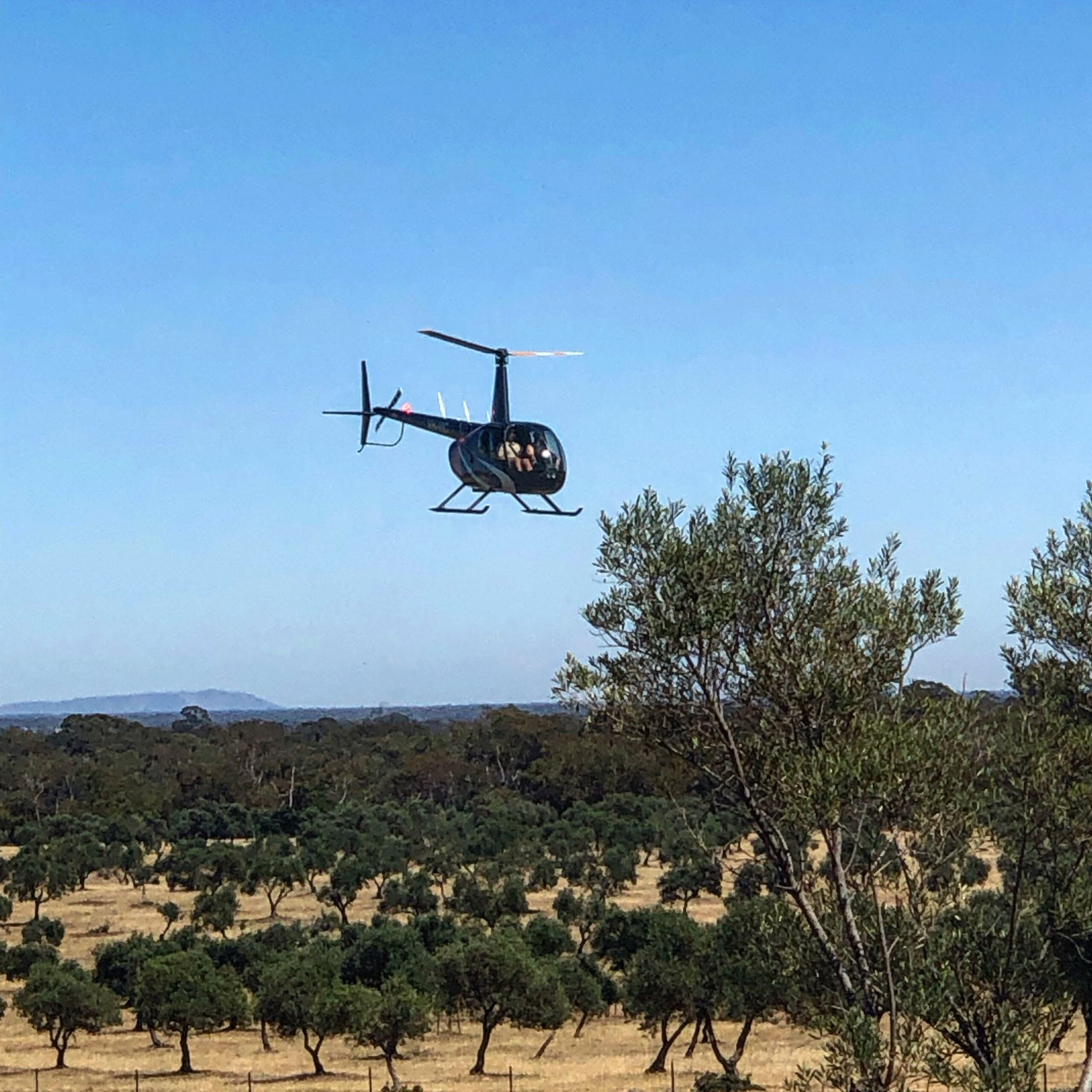 Heli Lunch: Grampians Olive Co