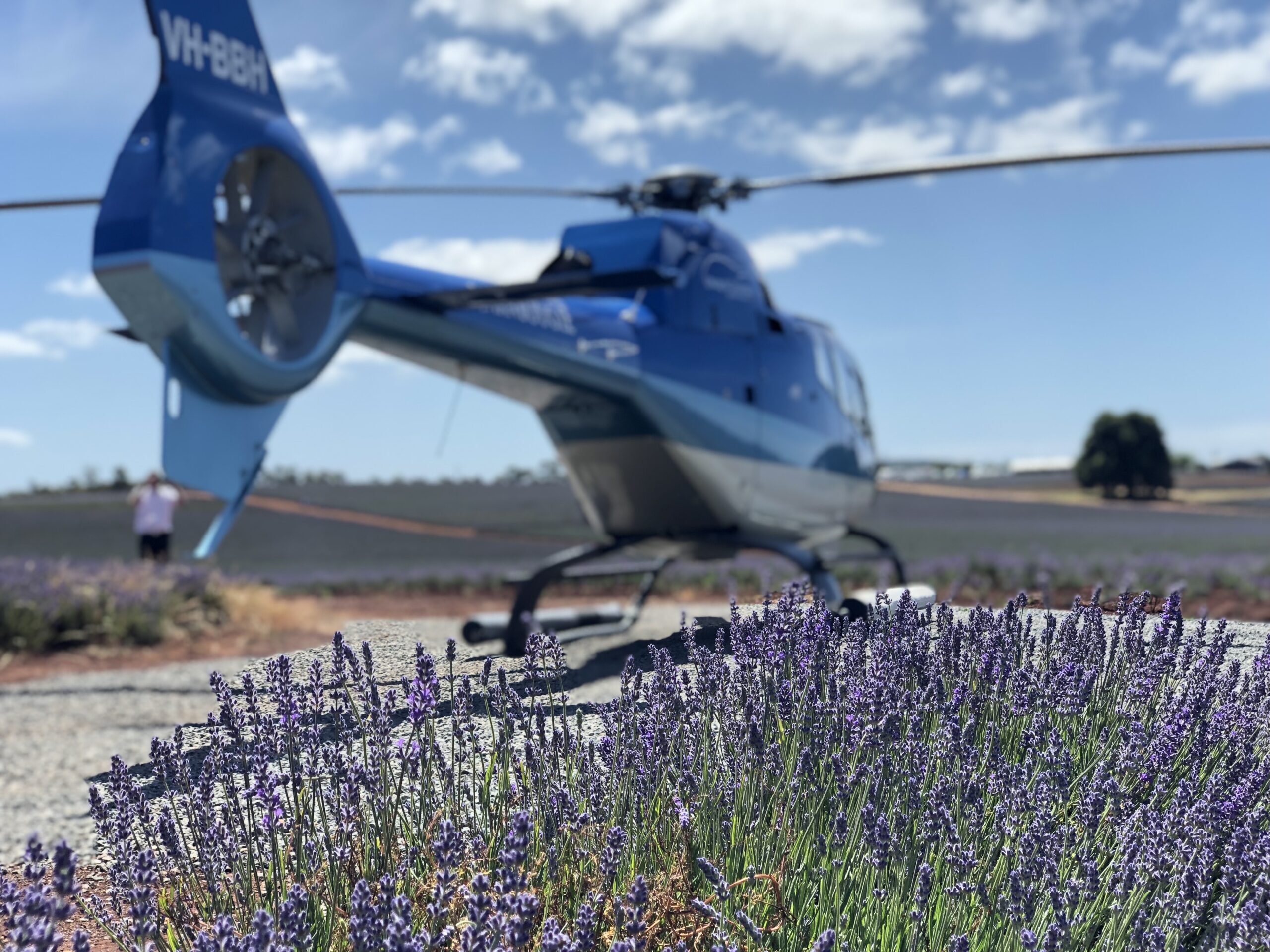 Bridestowe Lavender Farm Tour: A Lavender Wonderland from Above