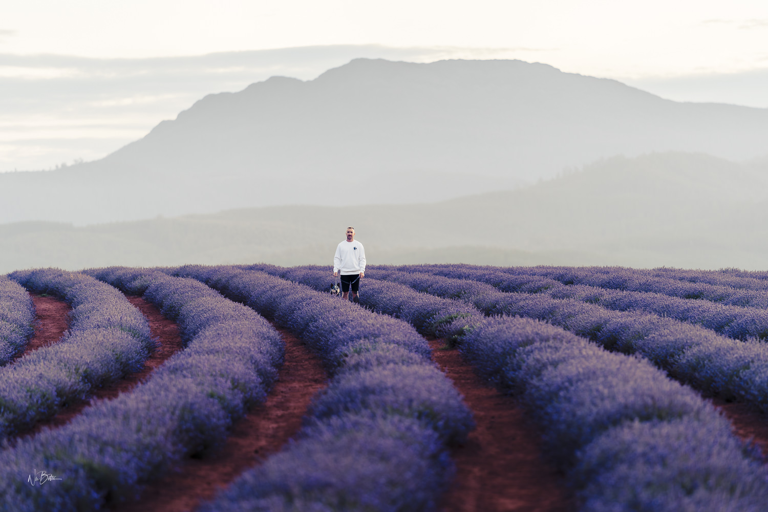 Bridestowe Lavender Farm Tour: A Lavender Wonderland from Above