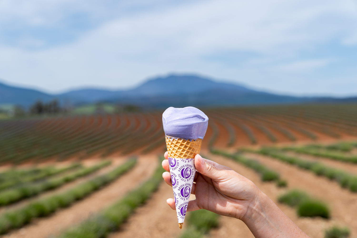 Bridestowe Lavender Farm Tour: A Lavender Wonderland from Above