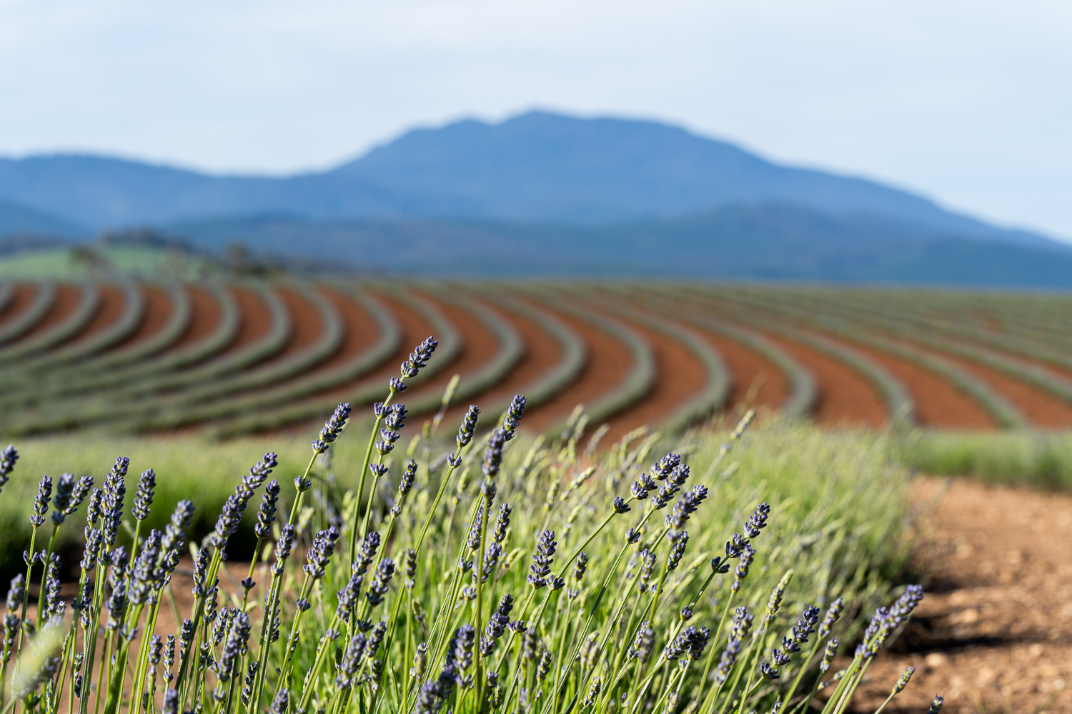 Bridestowe Lavender Farm Tour: A Lavender Wonderland from Above