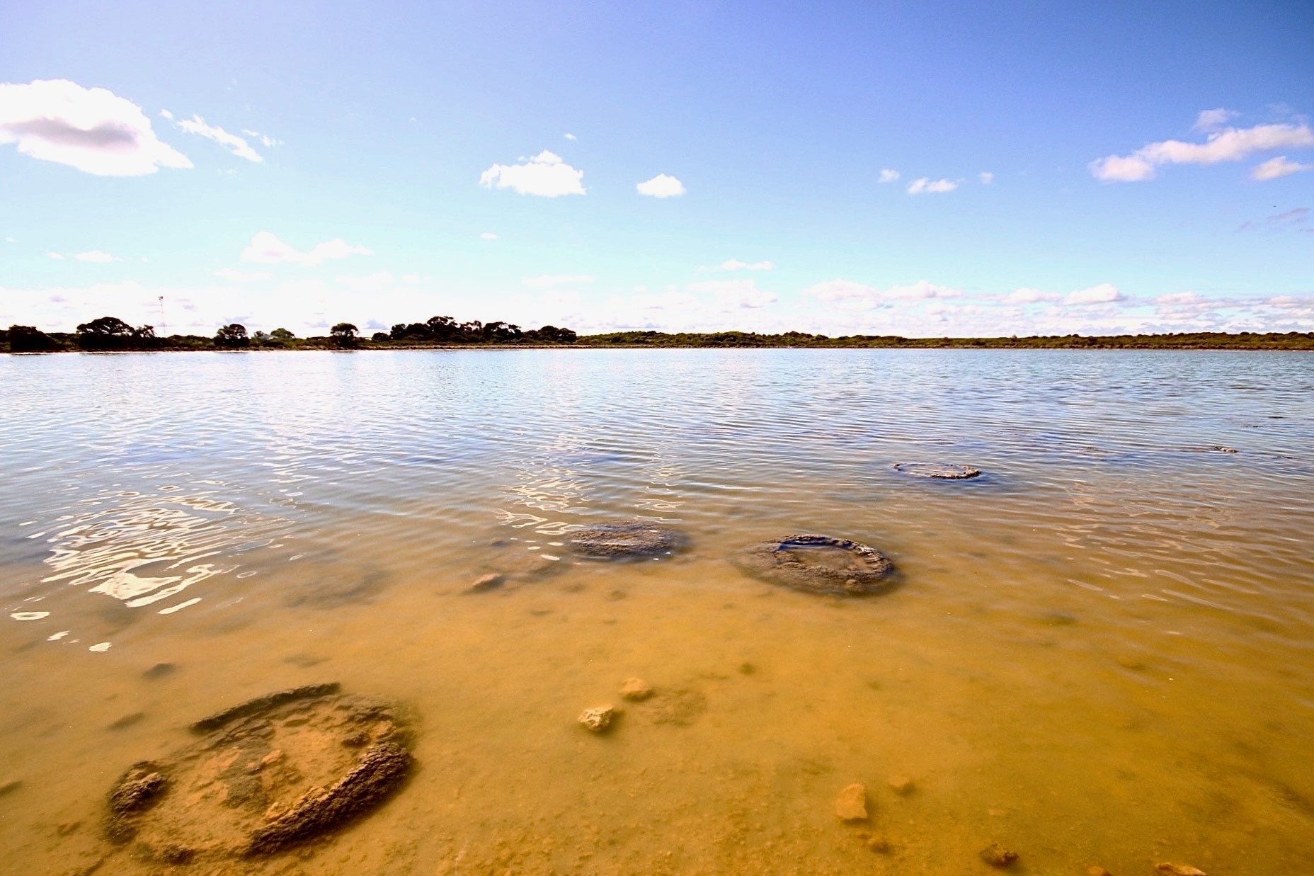 Autopia Tours: 1 Day Pinnacles Lobster Lavender Tour