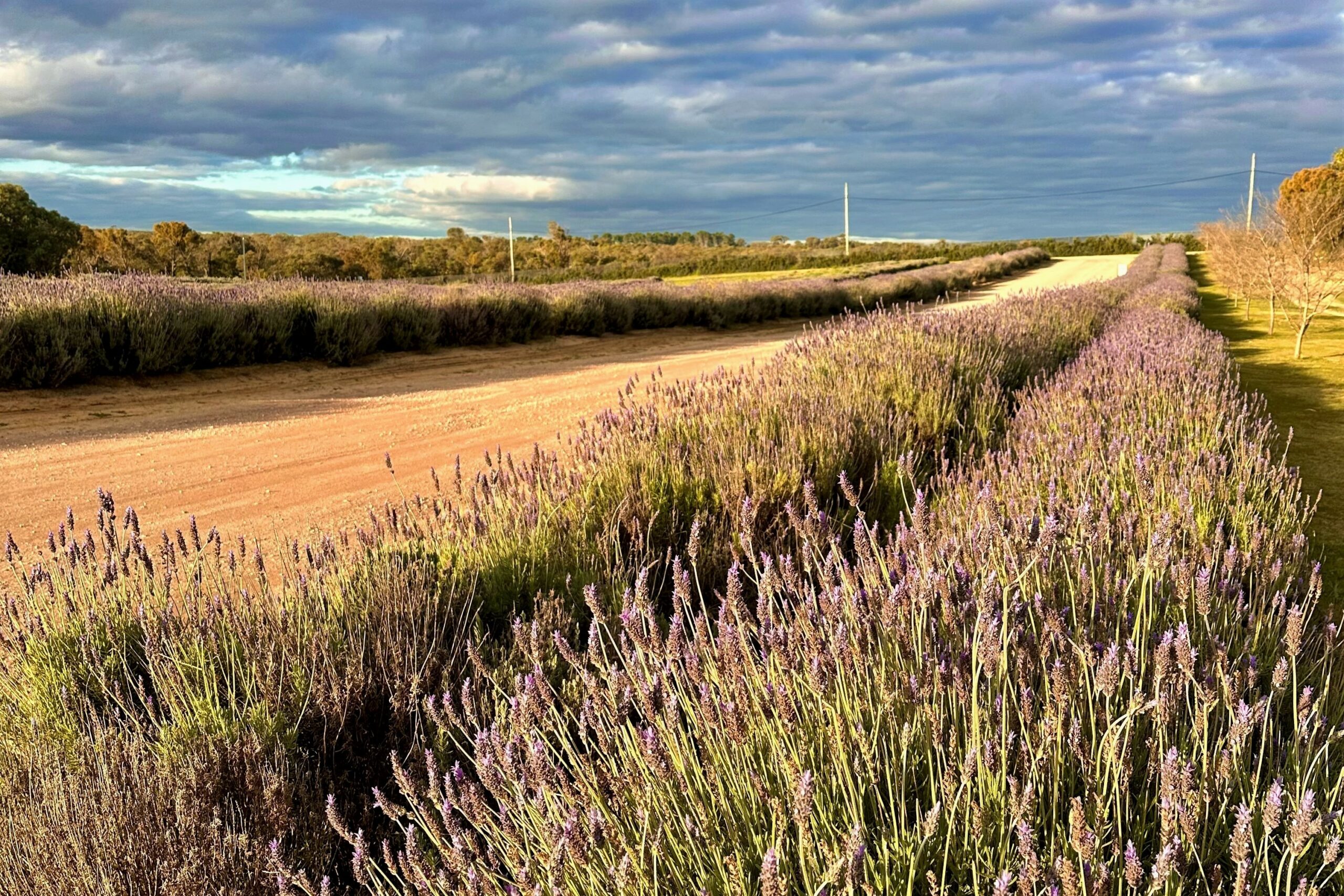 Autopia Tours: 1 Day Pinnacles Lobster Lavender Tour