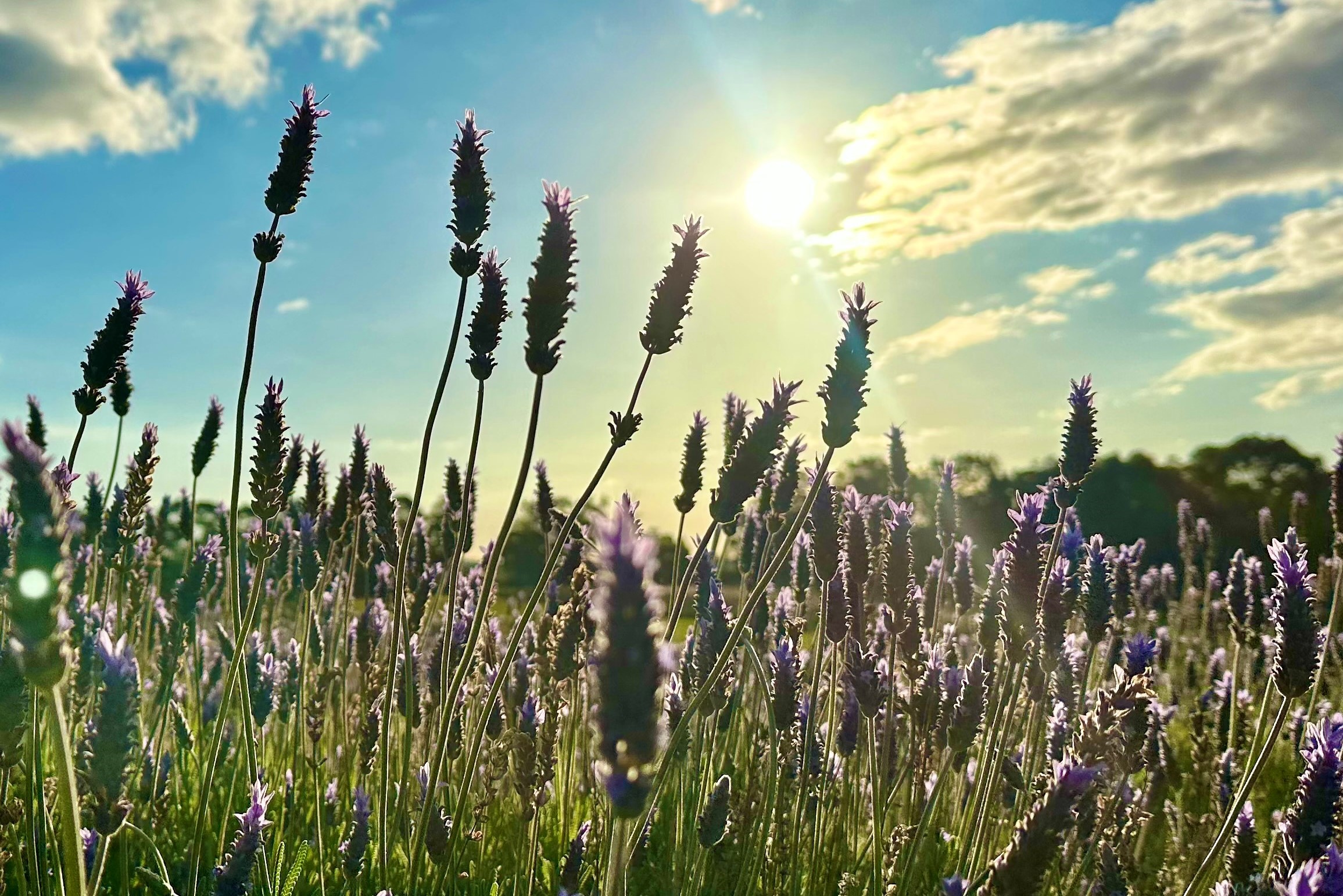 Autopia Tours: 1 Day Pinnacles Lobster Lavender Tour