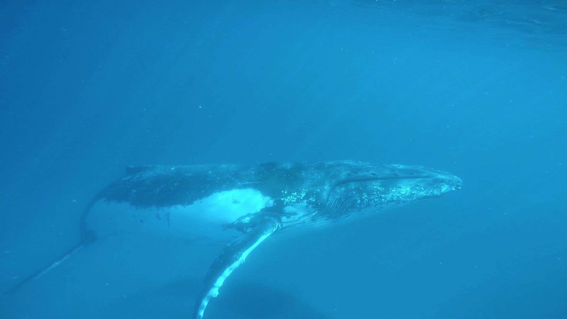 Humpback Whale (Then Whaleshark!) Wonder Tour | August - September