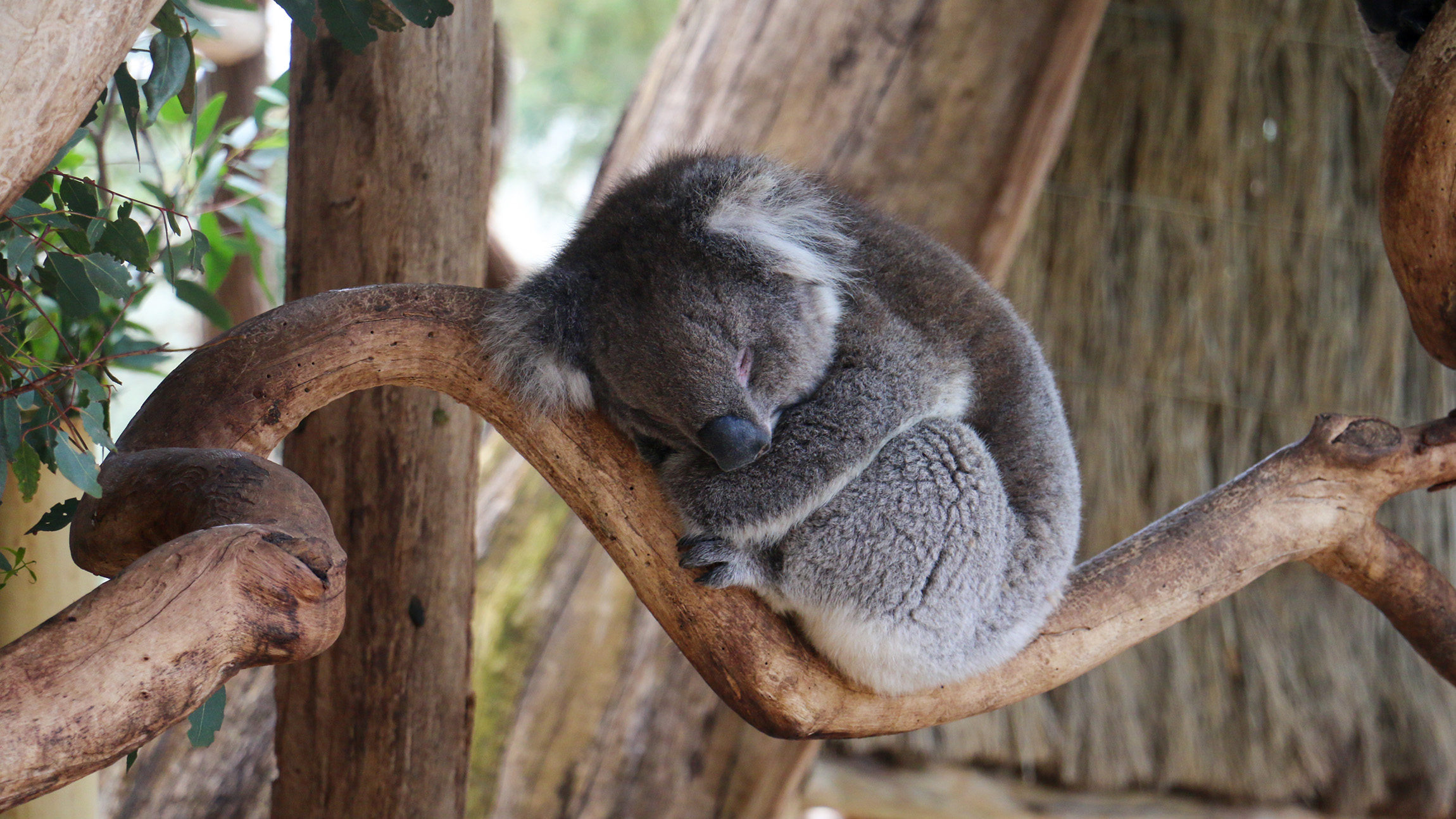 Adelaide Hills Safari