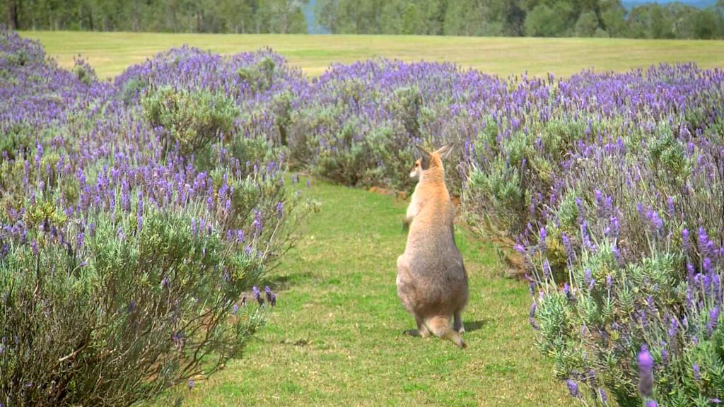 CHASING FIREFLIES, WATERFALLS & RAINBOWS - SOUTH EAST QLD - SCENIC RIM