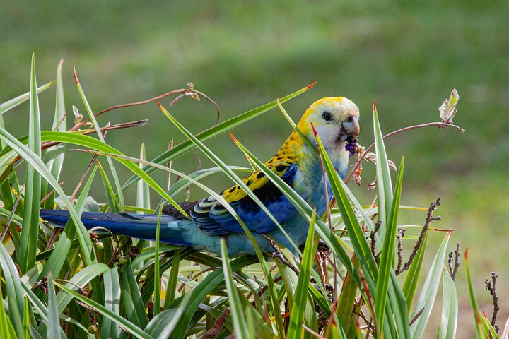 Full Day Birdlife Tour in Bribie Island