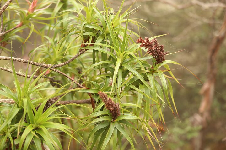 4-Hour Mount Wellington Arrival Tour with Organ Pipes Walk