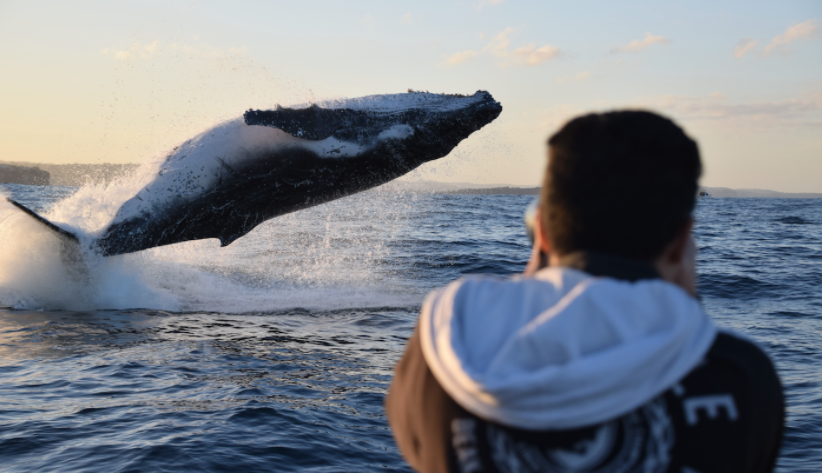 Whale Watching on OSPREY - Circular Quay - Agent