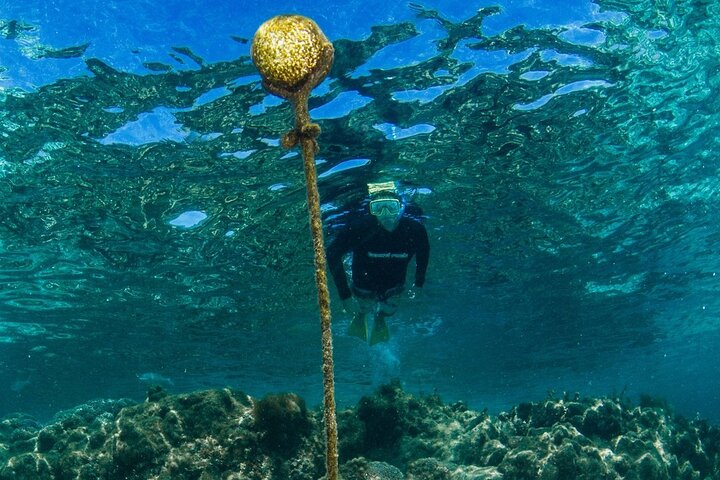 Guided Snorkeling Busselton Jetty and Underwater Sculptures