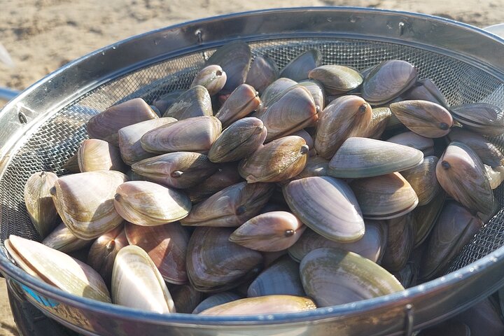 Pipi Catching and Cooking Experience in Goolwa