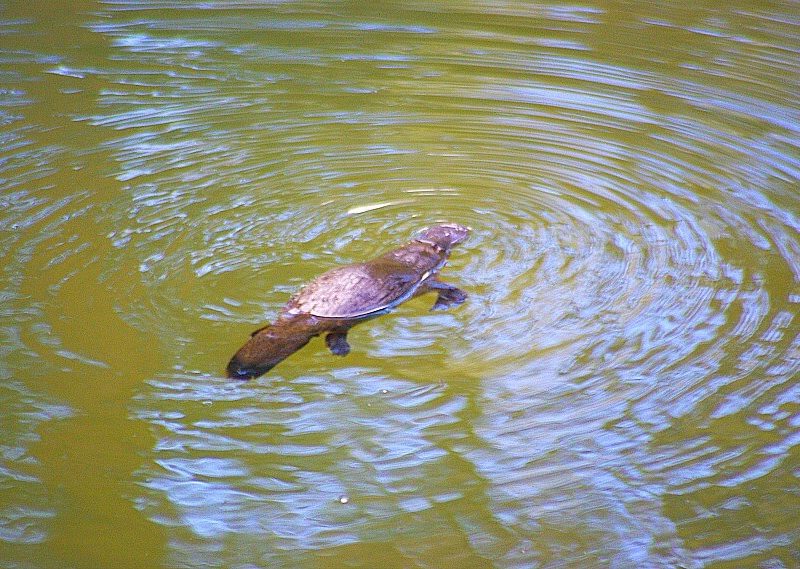 Platypus &  Waterfalls Tour.