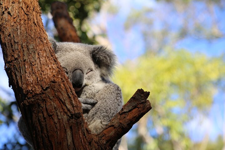 Stray Australia: 8 Day Sydney to Brisbane Koala Tour