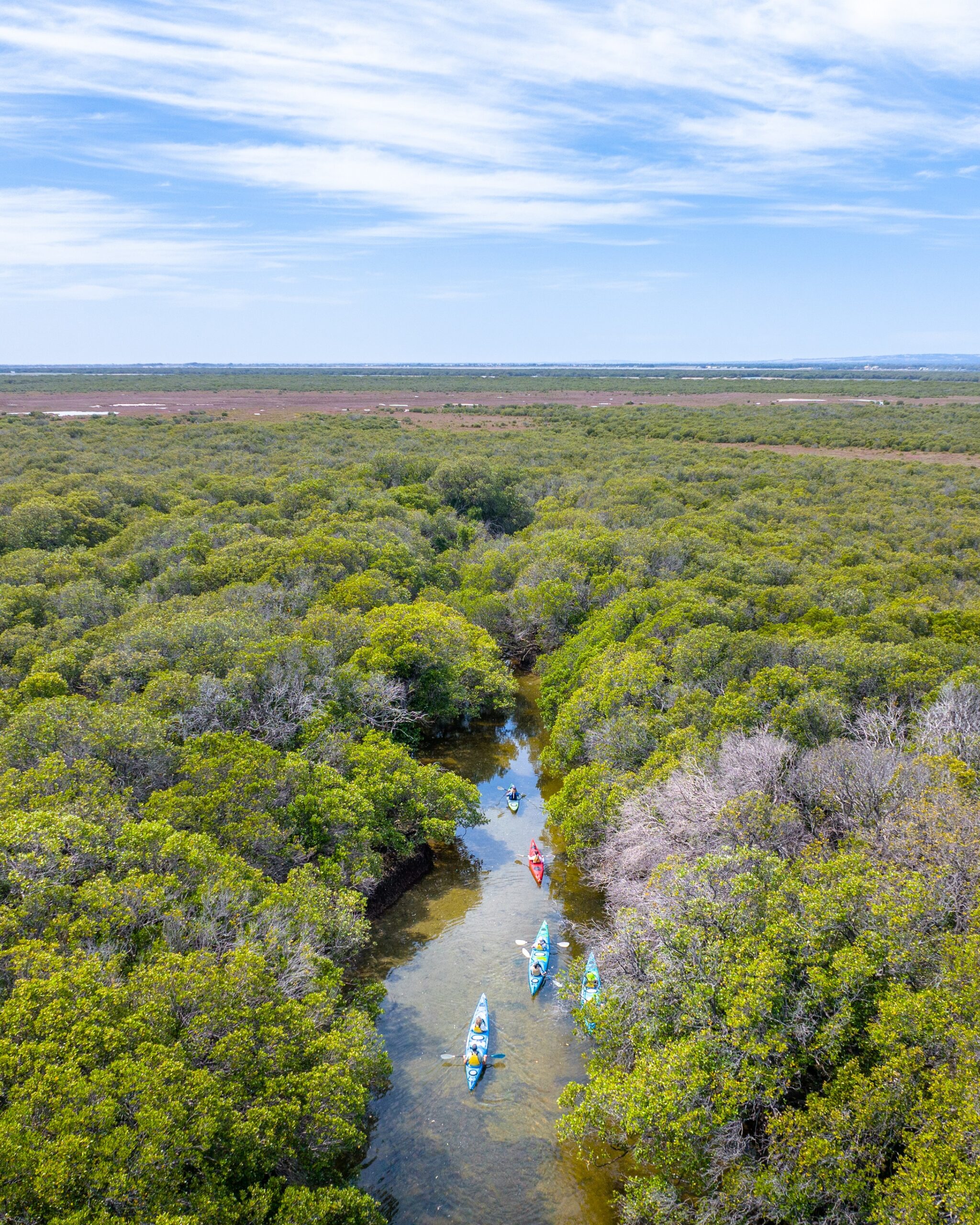 Dolphin Sanctuary Mangroves Tour (up to 90 mins)