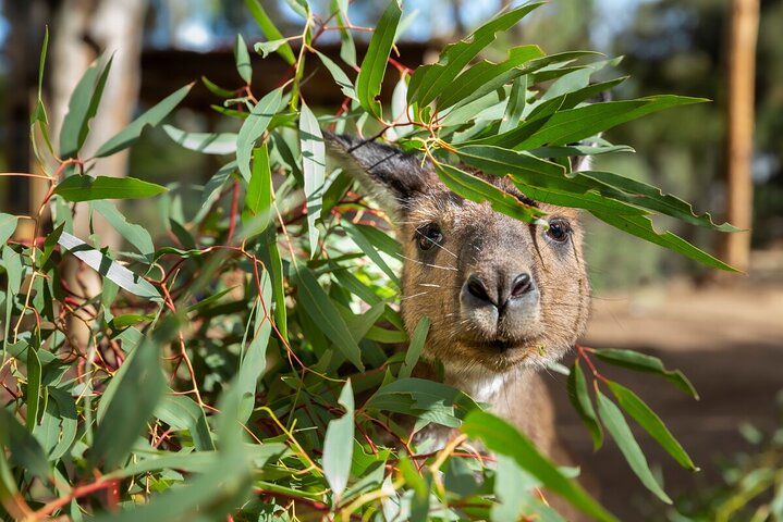 Kangaroo Experience at Healesville Sanctuary