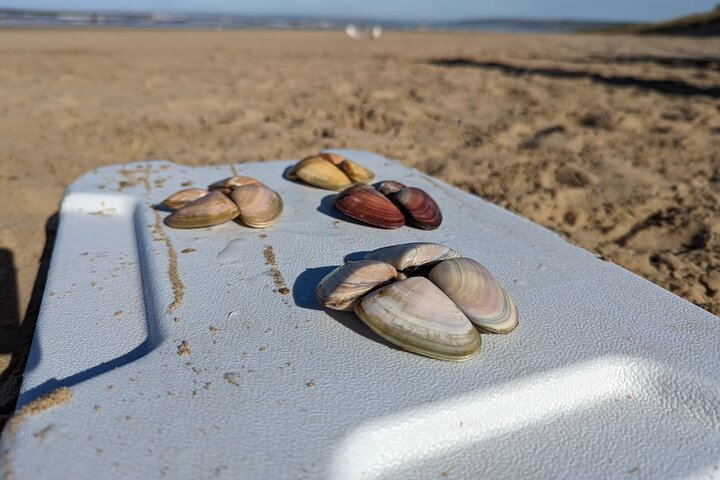 Pipi Catching and Cooking Experience in Goolwa