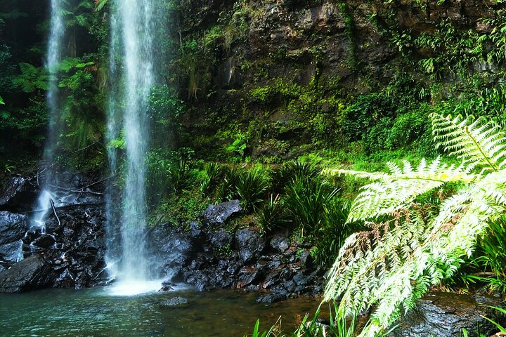 Full-Day Private Guided Tour in Sydney