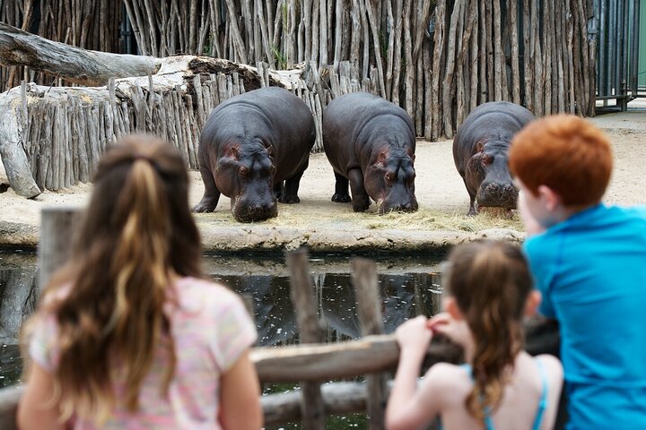 Hippo Experience at Werribee Open Range Zoo