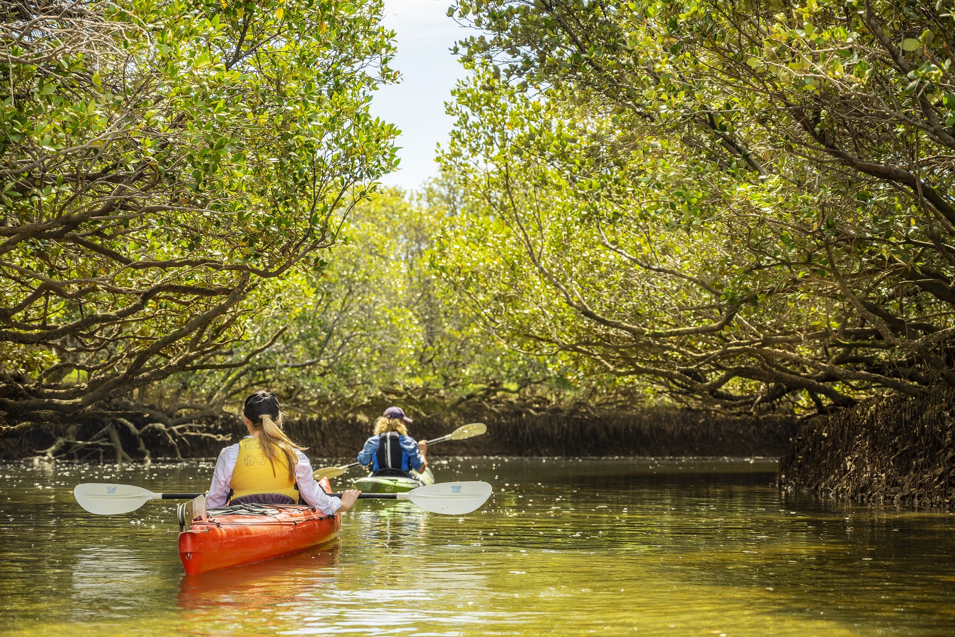 Dolphin Sanctuary & Ships Graveyard Kayak Tour (up to 3 hours)